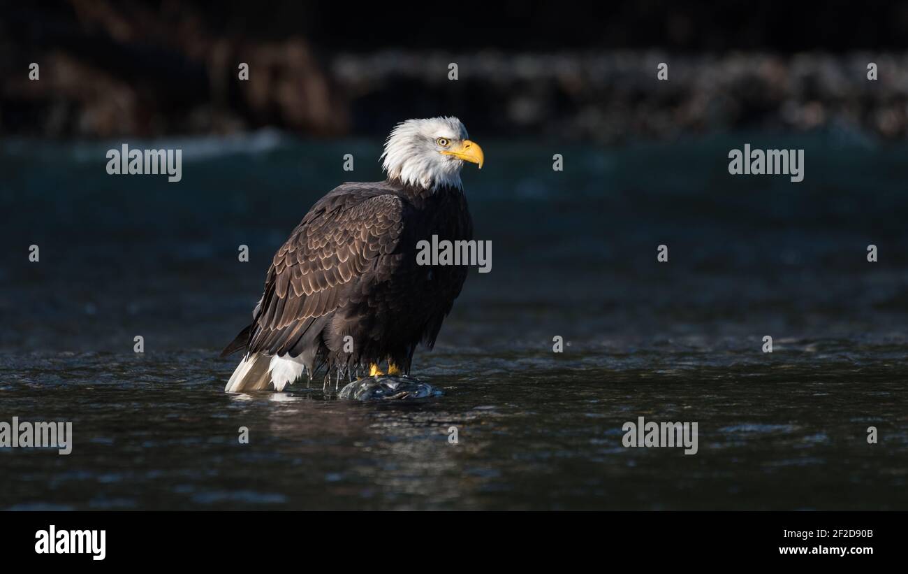 Adult bald eagle standing on salmon in the middle of the Nooksack River