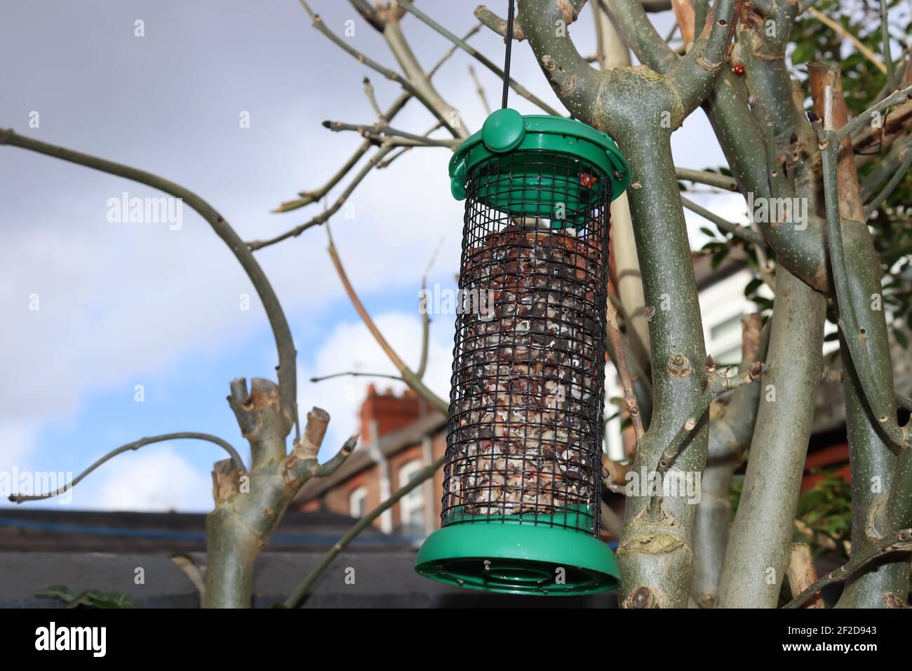 Bird feed hanging on a tree branch for while  is left largely uneaten Stock Photo