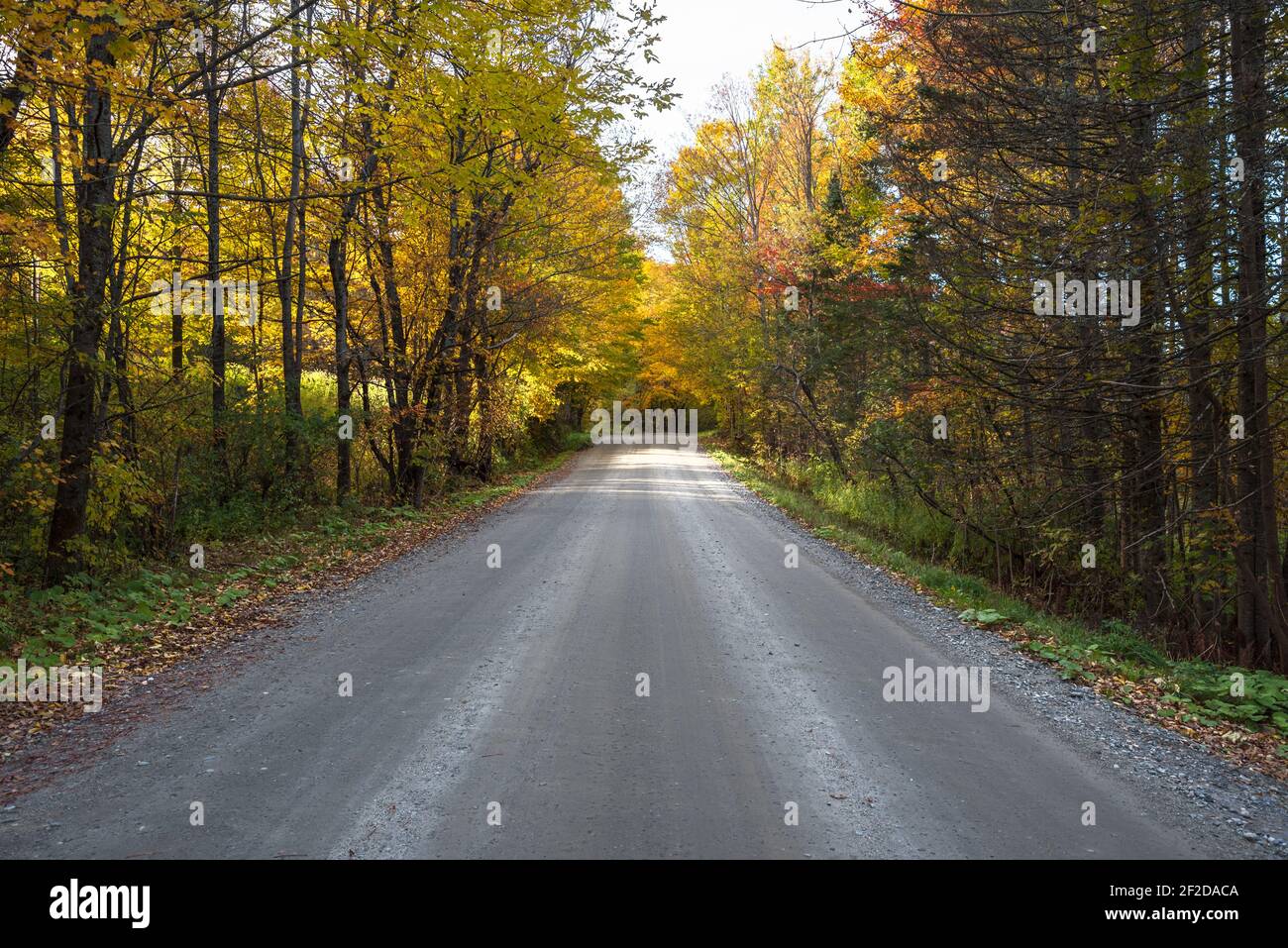Deserted back road through an autumn forest in the countryside of Vermont Stock Photo