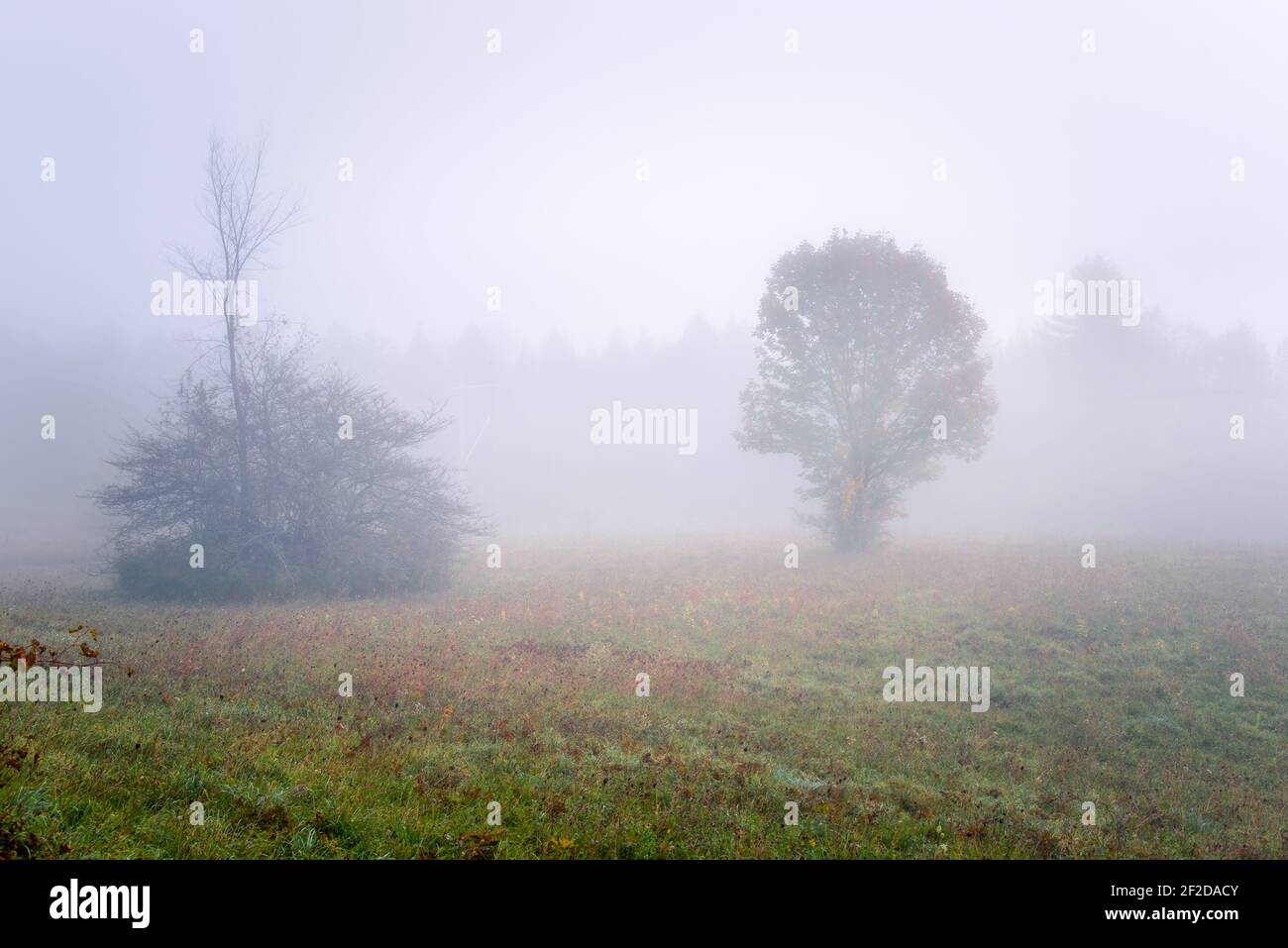 Meadow covered with cold morning fog in autumn Stock Photo