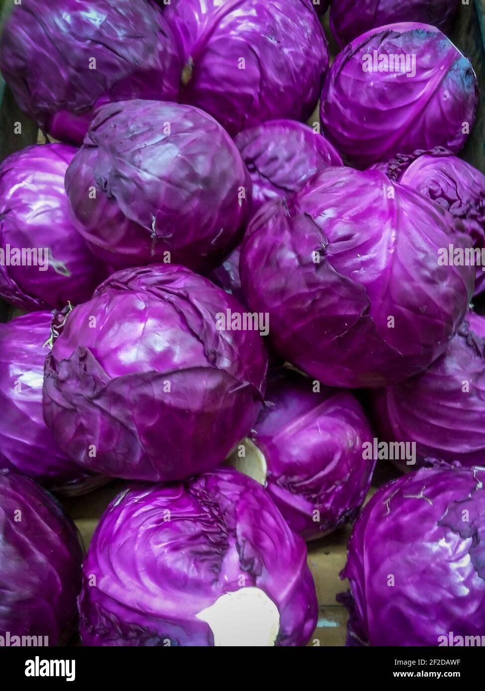 Red cabbage is on sale in a grocery store in New York on Friday, March 5, 2021. (© Richard B. Levine) Stock Photo