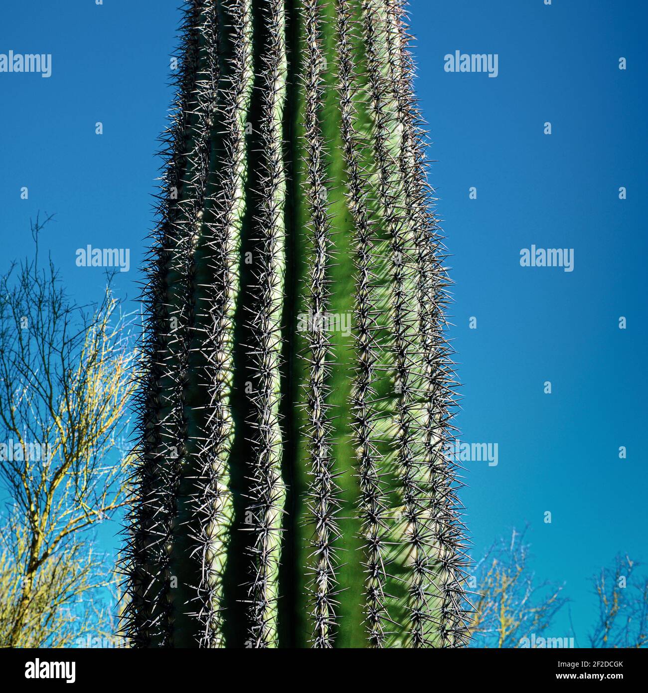 Close up of prickly saguaro cactus spear with wicked spines surrounded ...