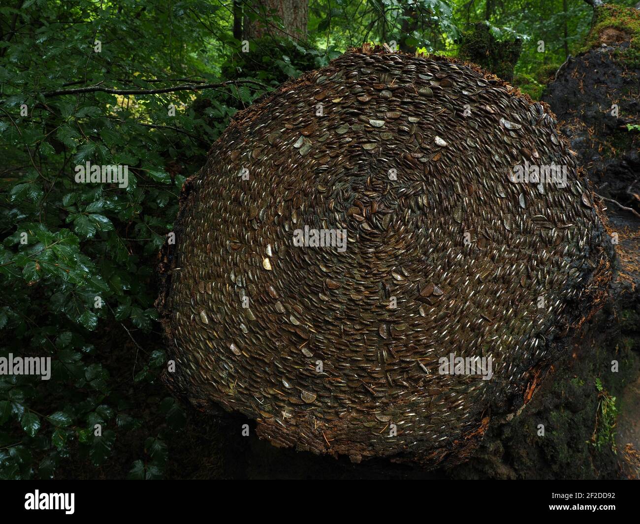 Lucky wish tree stump implanted with coins on forest walk at the Hermitage, a nature reserve the Hermitage, near Dunkeld, Scotland Stock Photo