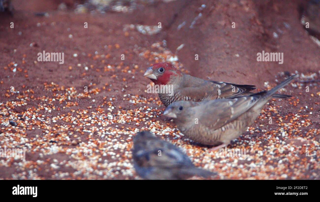 Flock of redheaded finches (Amadina erythrocephala) on the ground in a