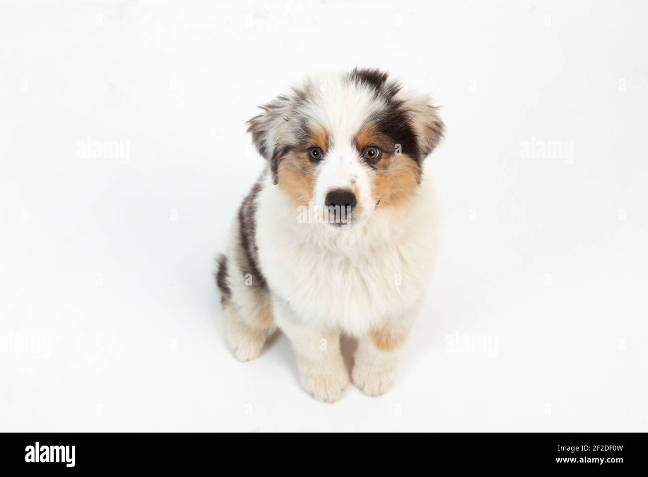 Blue Merle Australian Shepherd Puppy Resolution Stock Photography and Images
