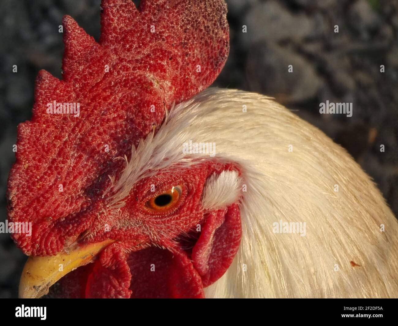 closeup photo of chicken face Stock Photo