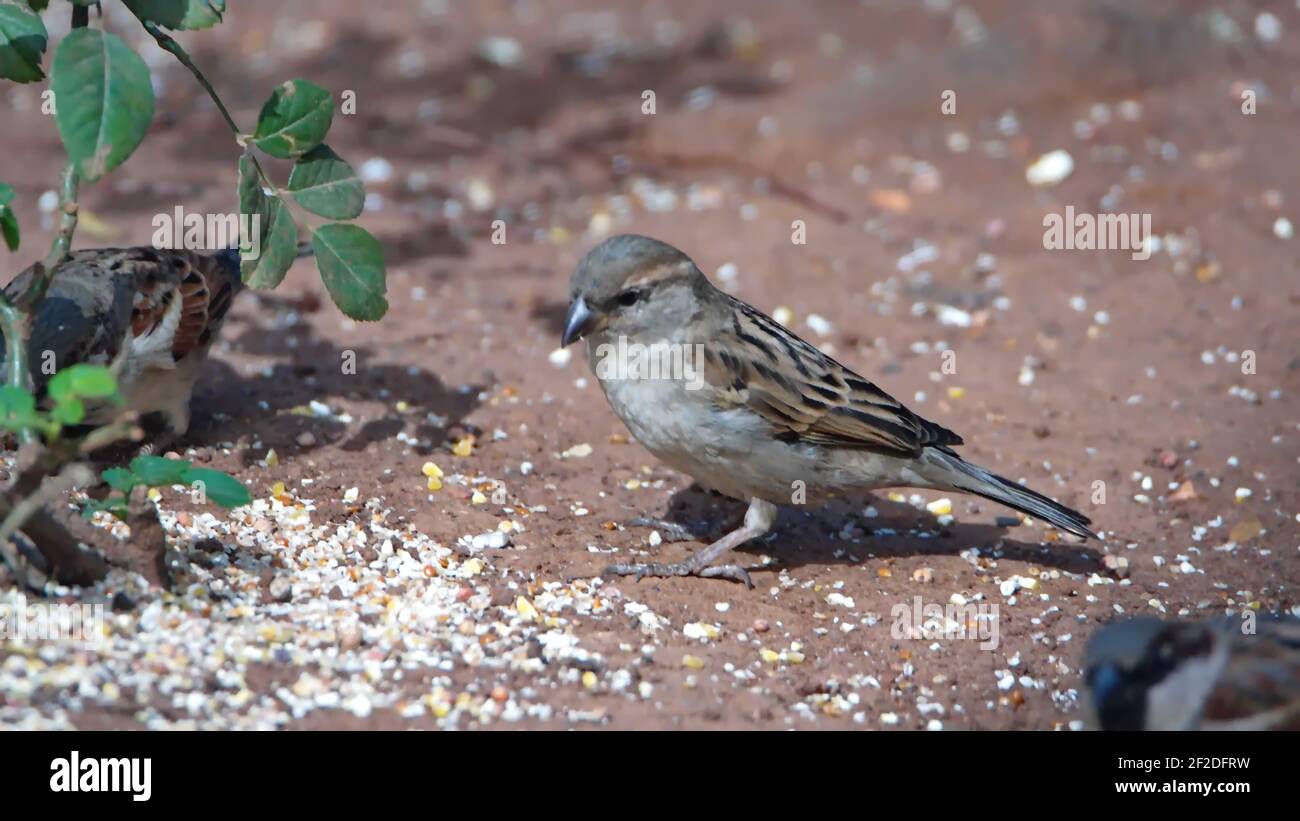 House sparrows (Passer domesticus) eating bird seed on the ground in a