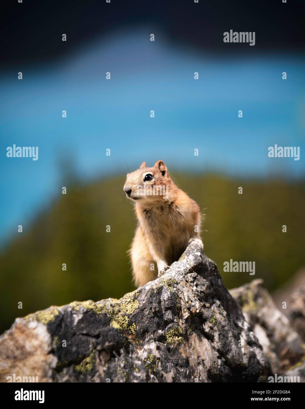 A golden-mantled ground squirrel at alert with iconic Peyto Lake in the background in Banff National Park. Stock Photo