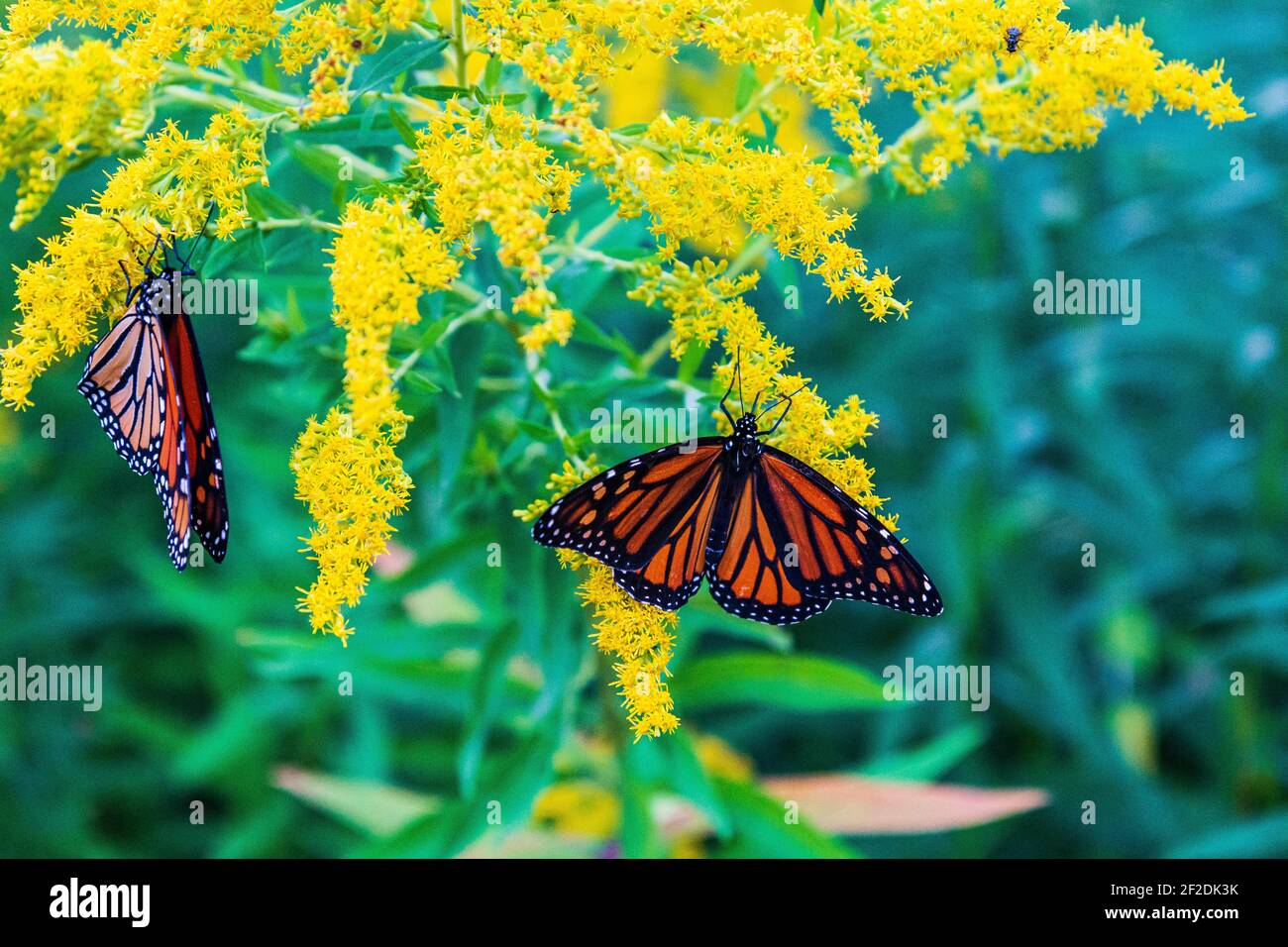 Monarch of canada hires stock photography and images Alamy
