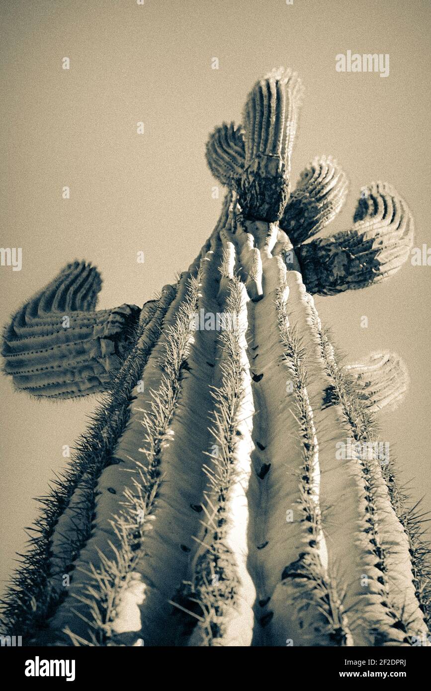 Cactuss ribs hi-res stock photography and images - Alamy