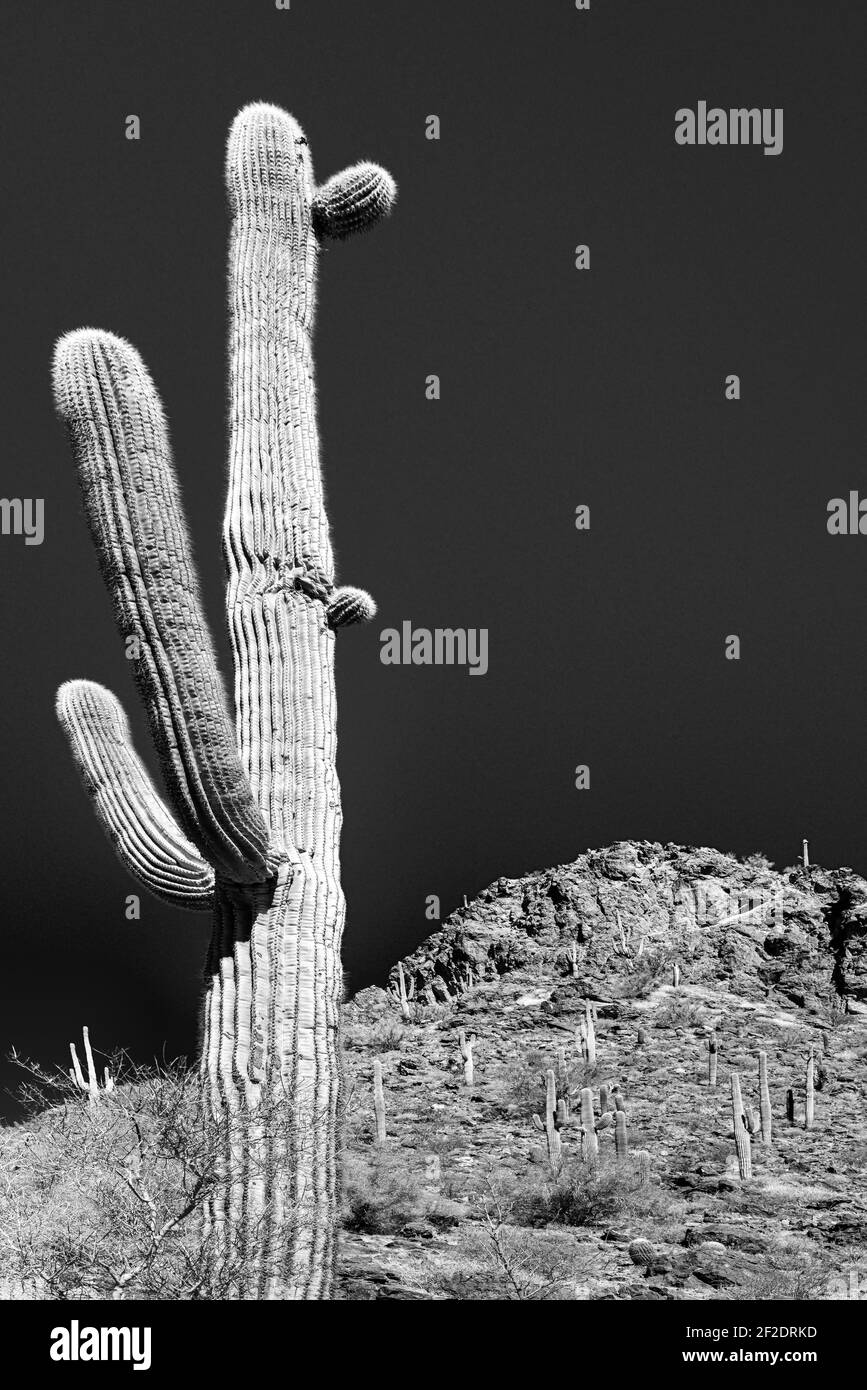 A multi-armed saguaro cactus, over 100 years old, thrives on a rocky cliffside at the Picacho Peak State park in the Sonoran desert in Southern AZ  in Stock Photo