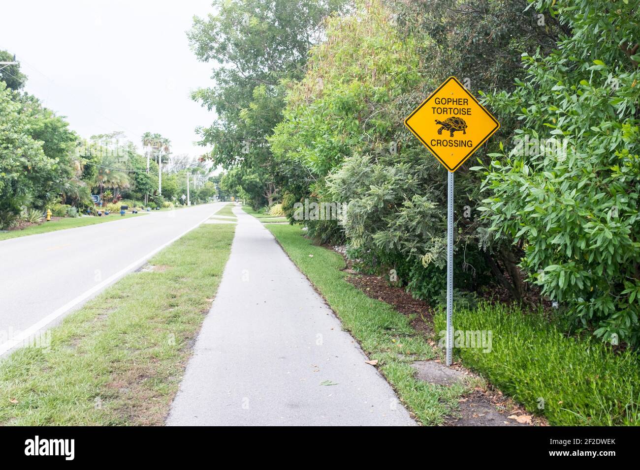 Empty Road and a Gopher Tortoise Crossing Sign - Sanibel Island, Florida USA Stock Photo