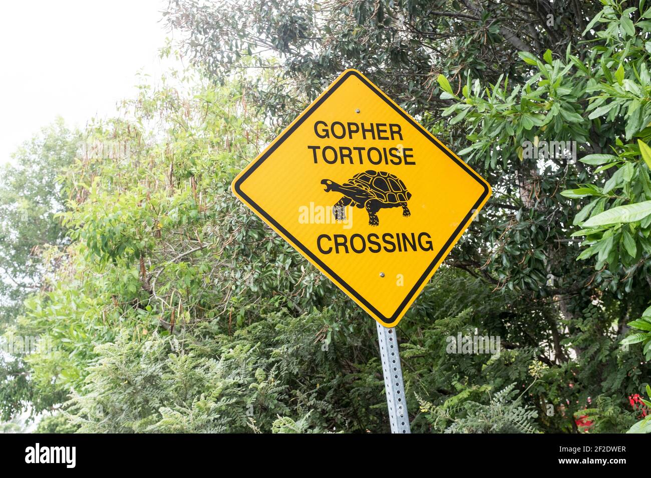 Close up of a Gopher Tortoise Crossing Sign - Sanibel Island, Florida USA Stock Photo