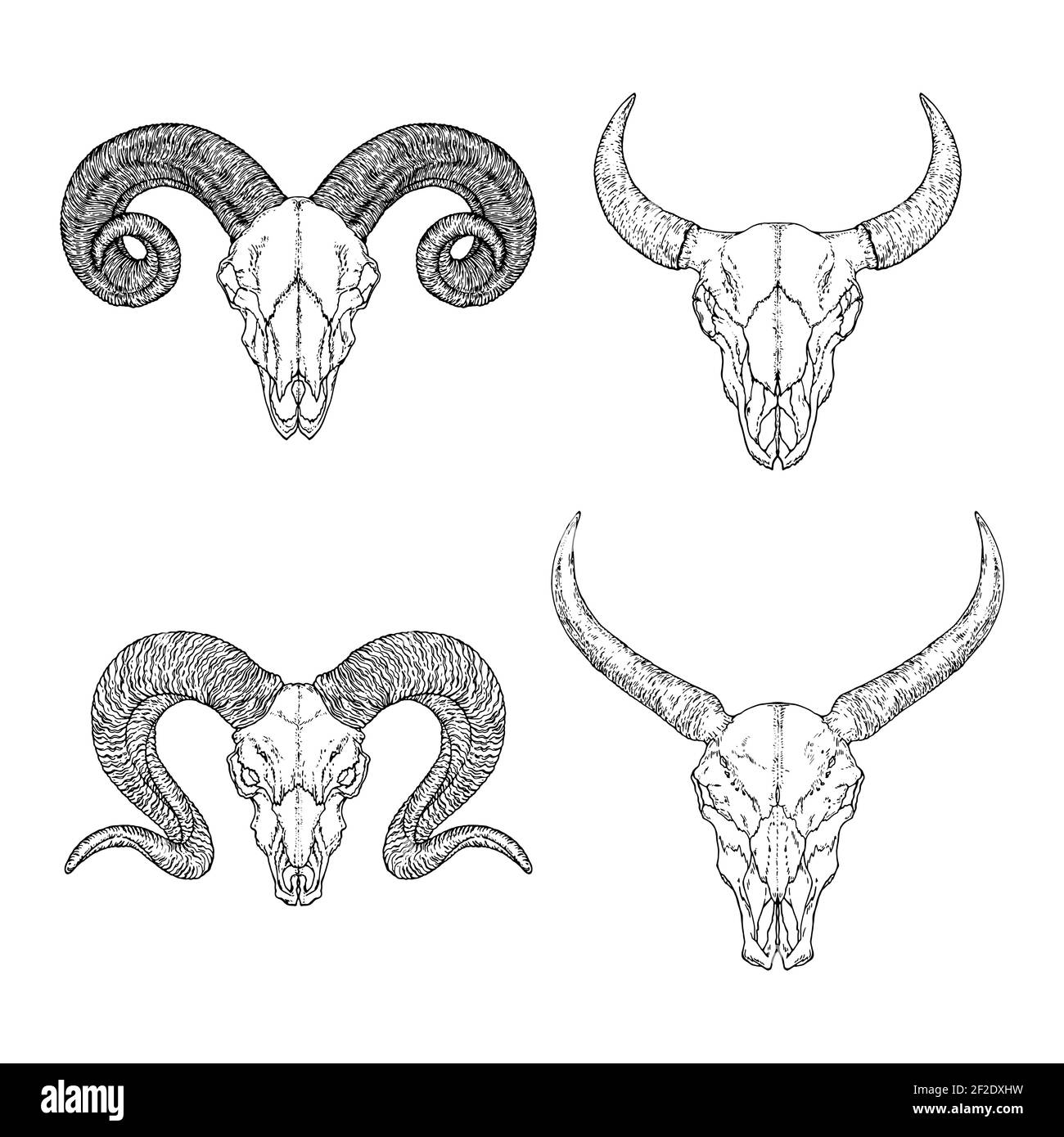 Vector set of skulls of horned animals: buffalo, bull and ram on white background. Sketch illustration. For you design, tattoo or cra Stock Vector Image & Art - Alamy