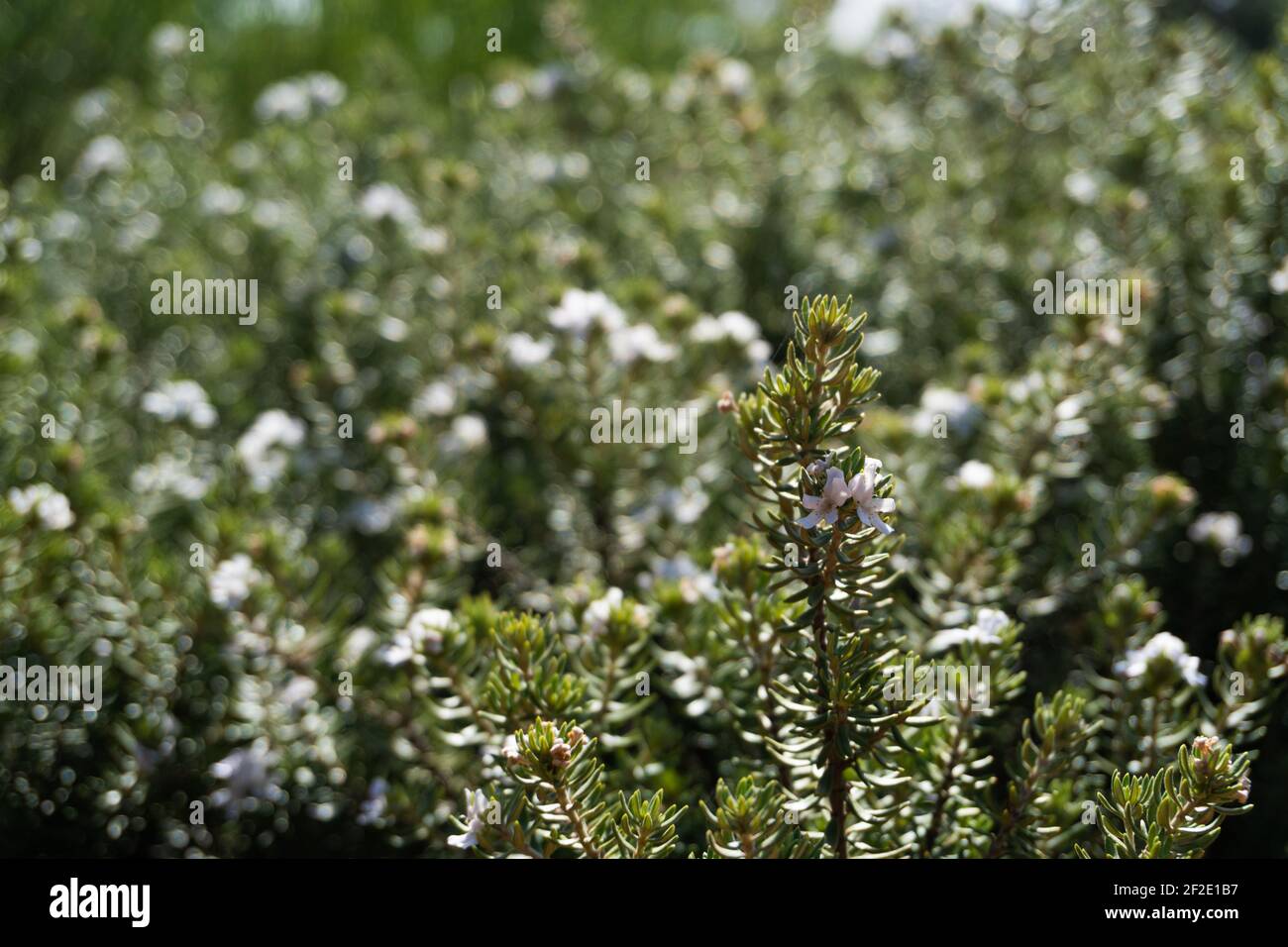 plant westringia fruticosa ( willd) Druce. Australian rosemary. Family lamiaceae. subclass asteridae. ornamental use. Stock Photo