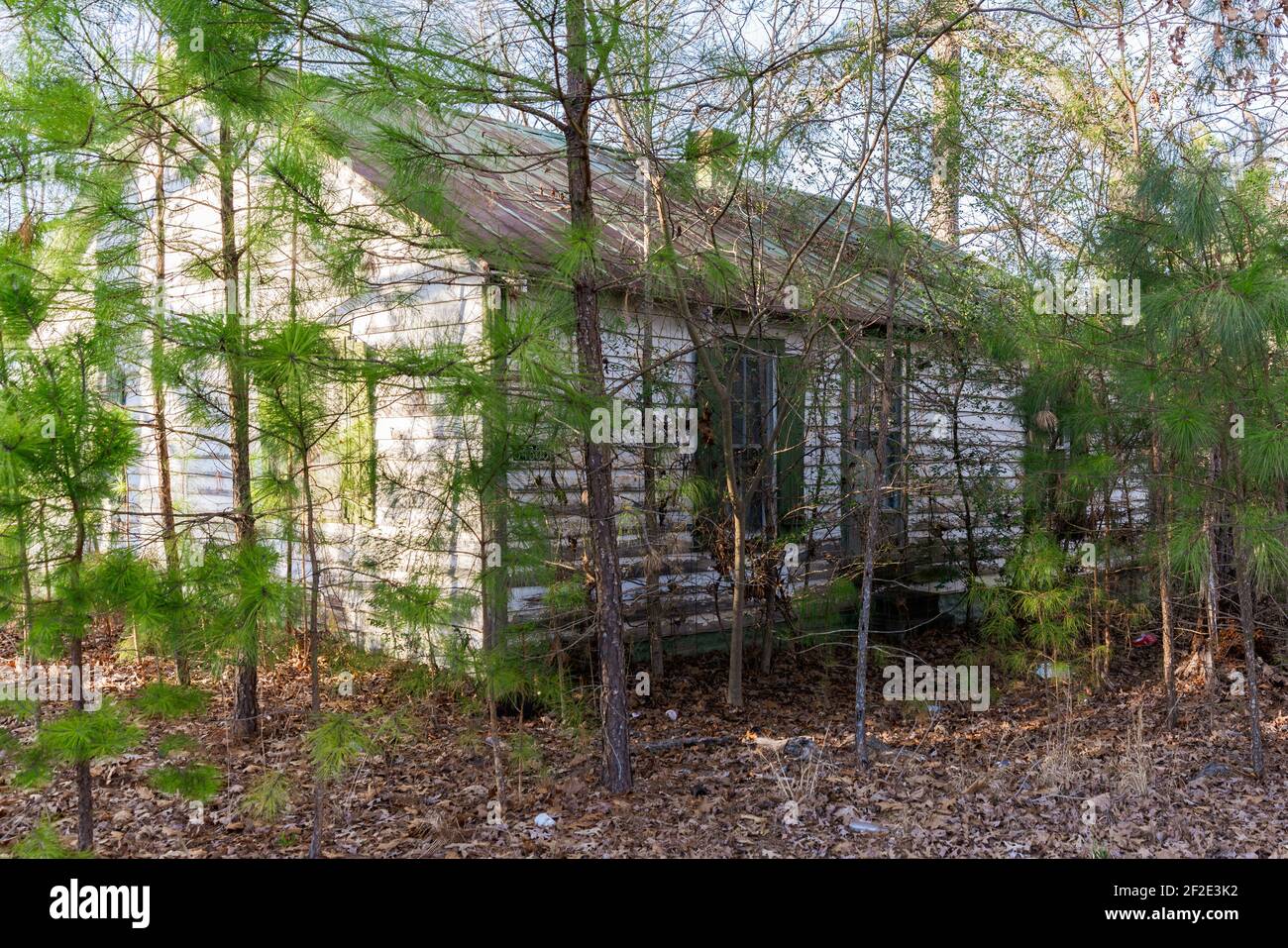 Abandoned White House in the Woods overrun by skinny pine trees Stock Photo