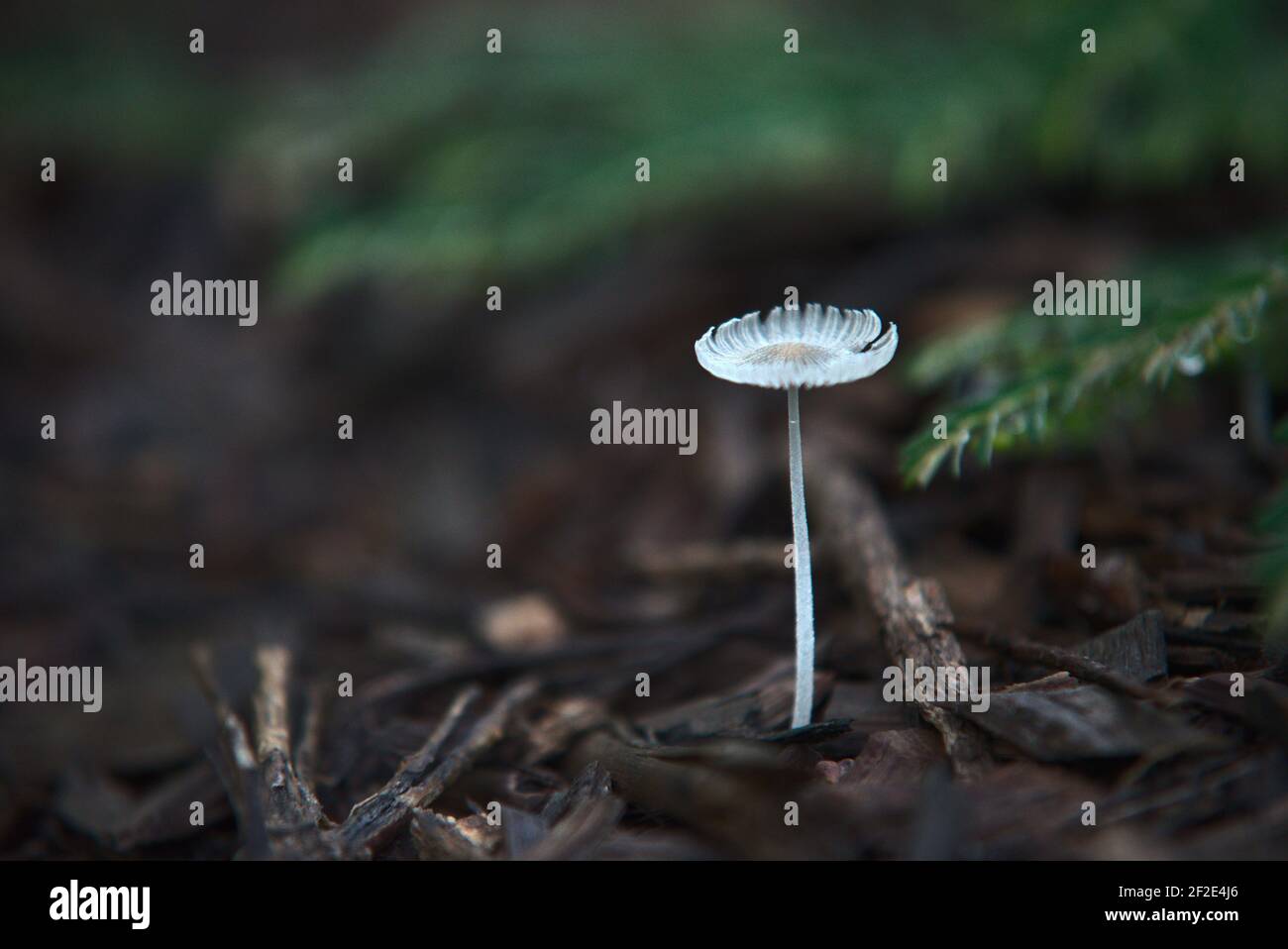 Close up of mushroom on the forest floor Stock Photo