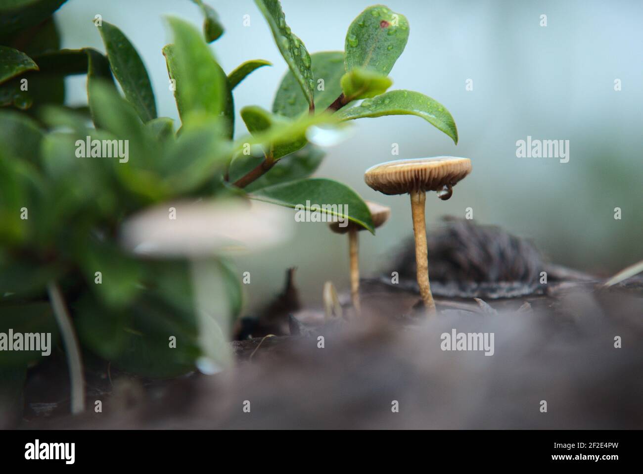 Close up of mushrooms on the forest floor Stock Photo