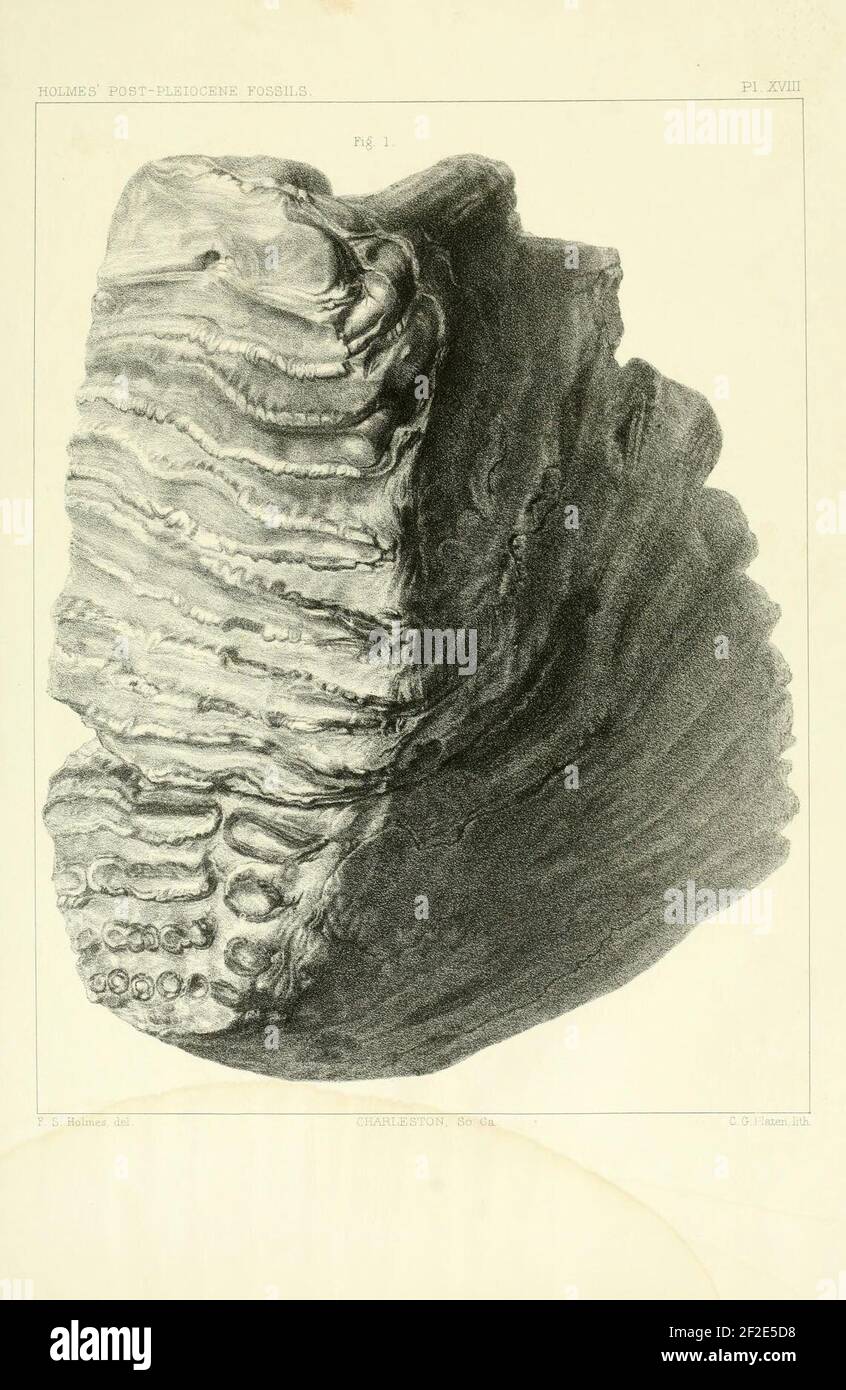 PostPleiocene fossils of SouthCarolina Stock Photo Alamy