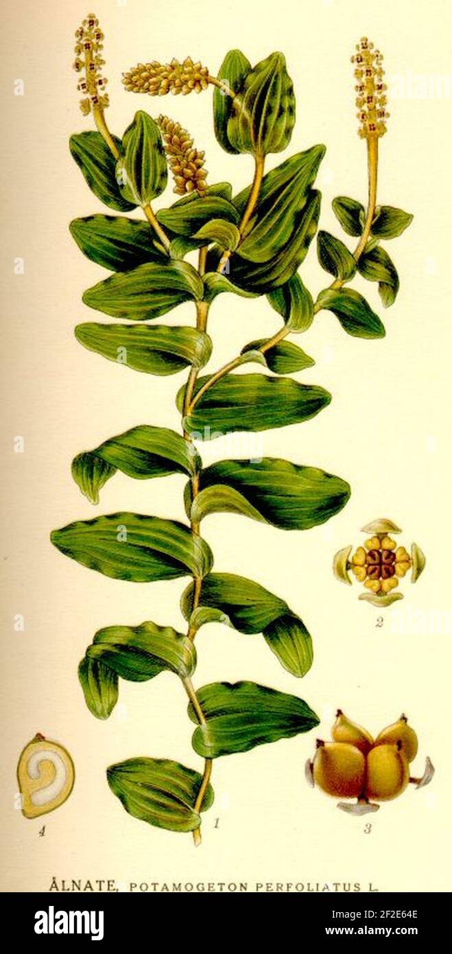 Potamogeton perfoliatus nf. Stock Photo