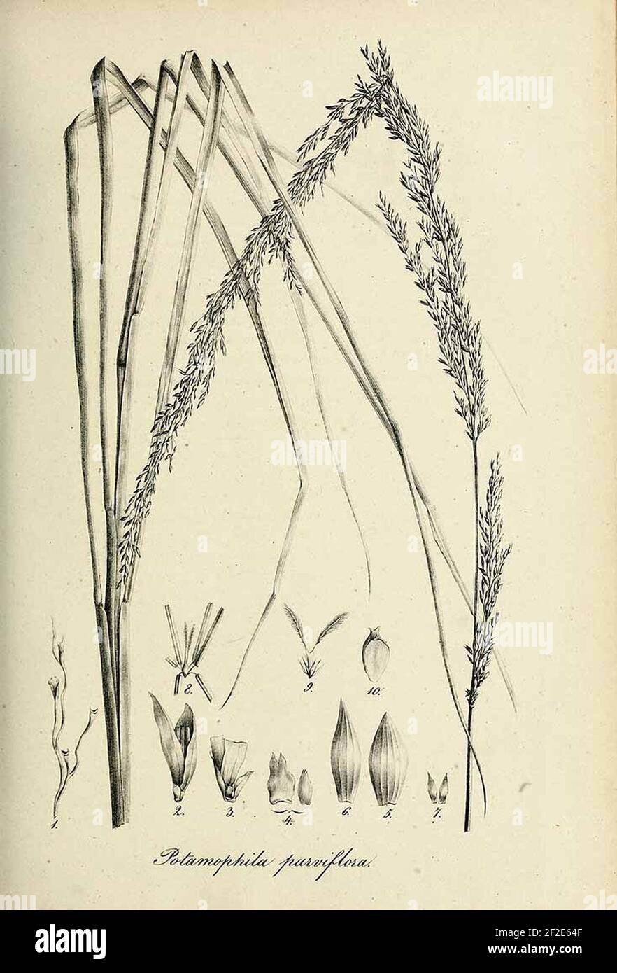 Potamophila parviflora - Species graminum - Volume 3. Stock Photo