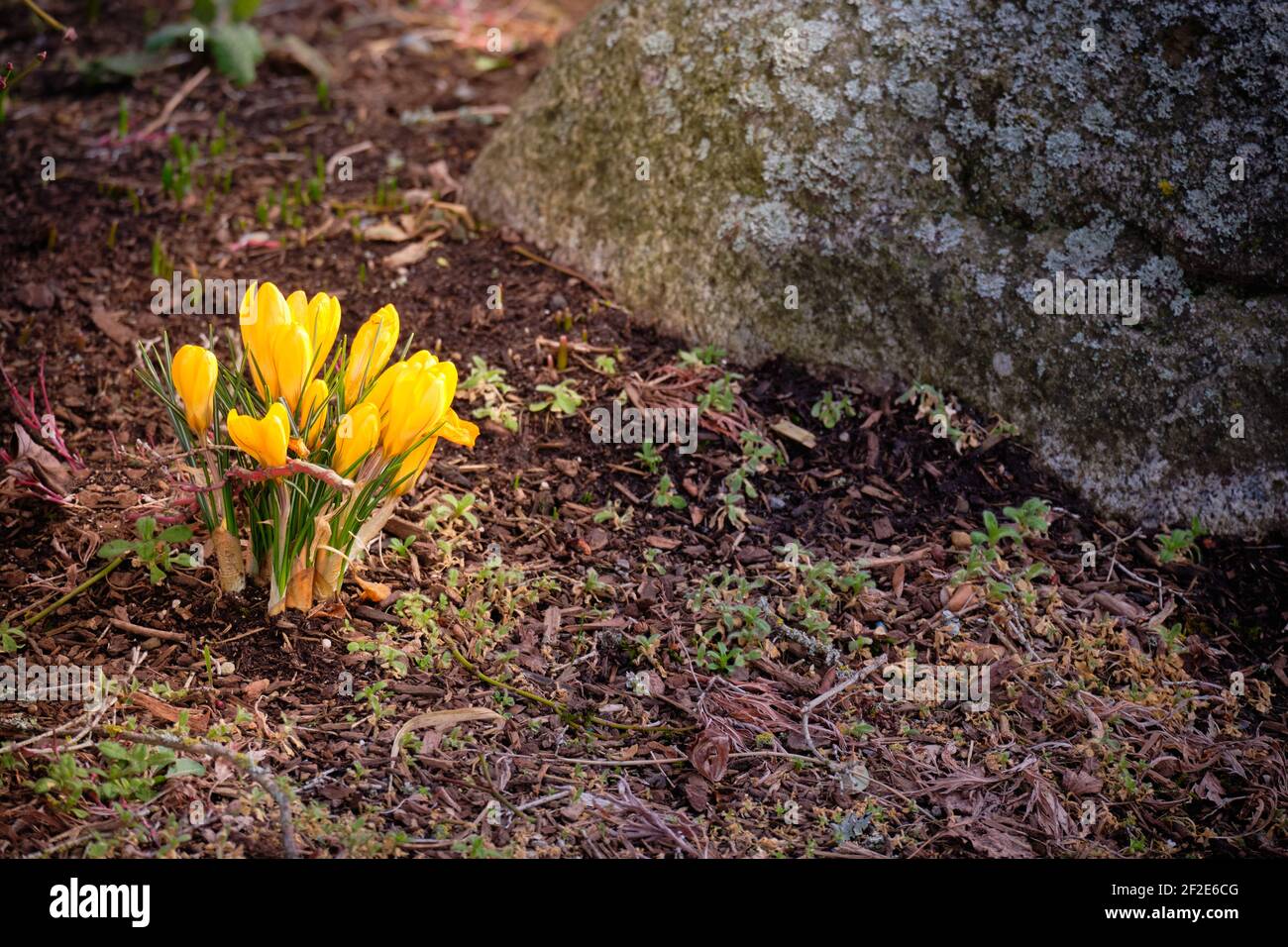 Yellow Crocuses burst open into sunshine Stock Photo