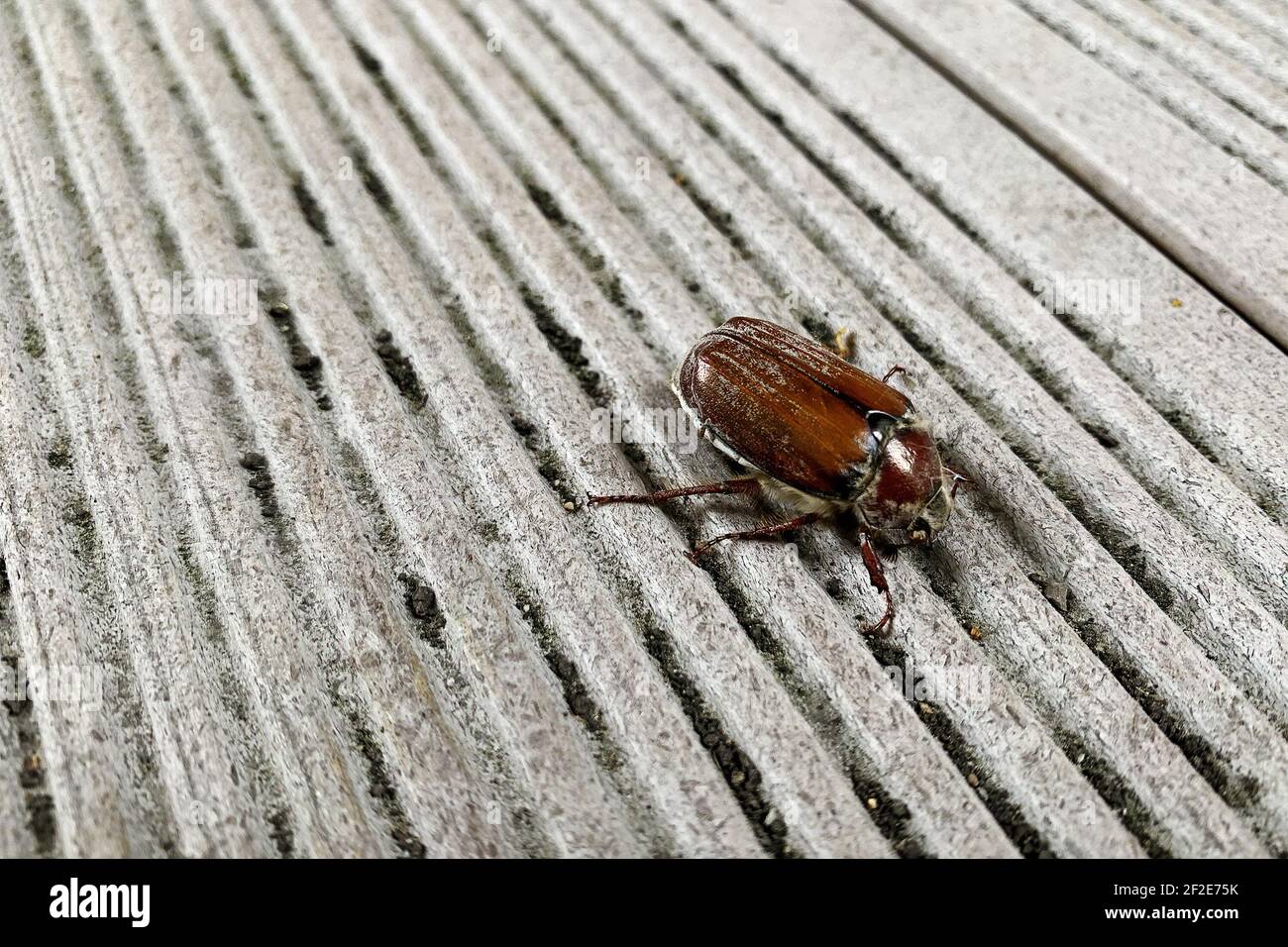Brown chafer bug on the ribbed gray floor. Animals and insects in the ...