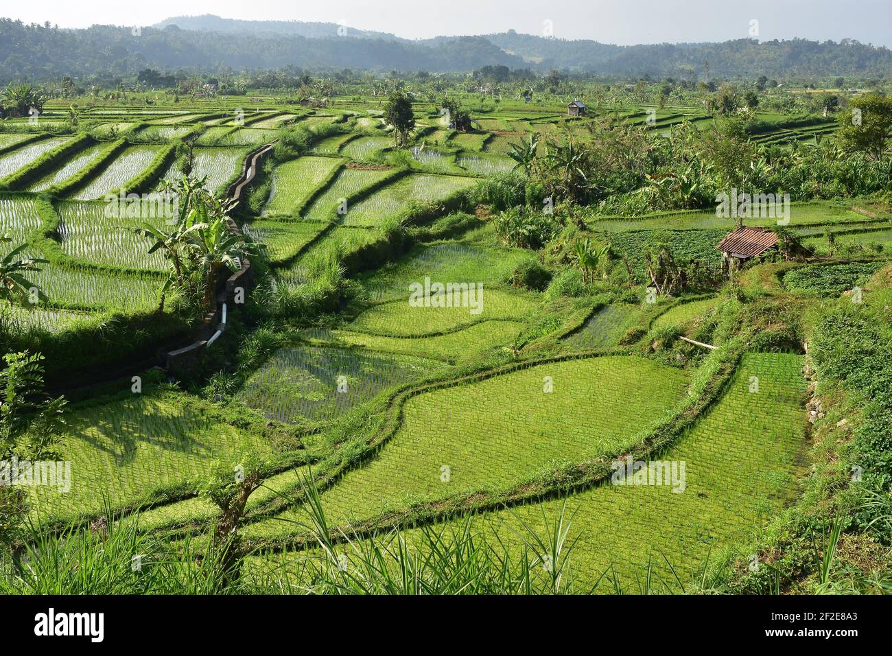 Rice growth stages hi-res stock photography and images - Alamy