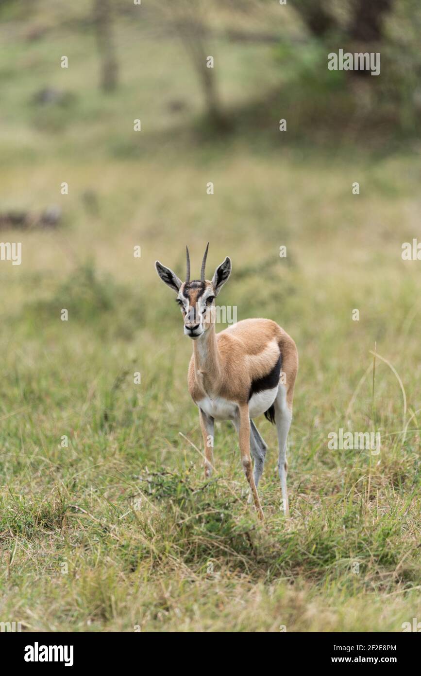 Portrait of a Thomson's gazelle Stock Photo - Alamy