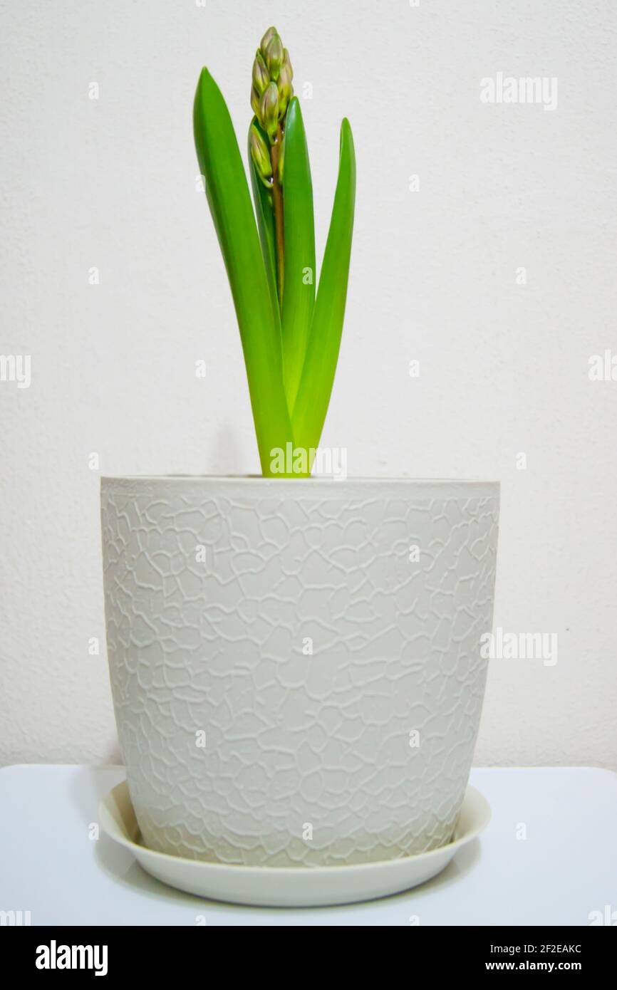 The bulbous plant released the eternal leaves and arrow with buds. Hyacinth woke up. Seasons. Flowers. Plant in a pot on a white background. Stock Photo