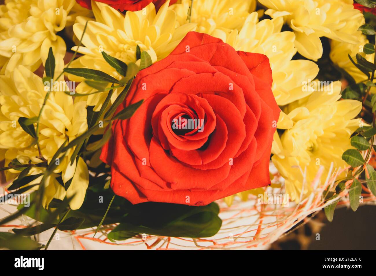 One red rose against the yellow chrysanthemums. The flowers are large. Macro. Horizontal photo. Background for a postcard, book cover or notebook. Stock Photo
