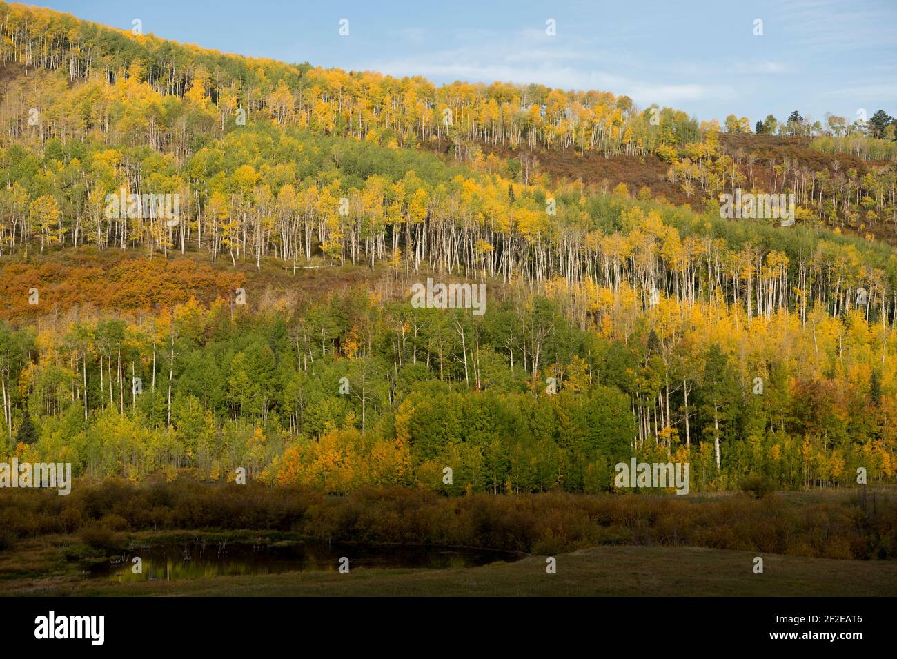 Fall color (Gambel oak and quaking aspen) from Last Dollar Road in SW Colorado USA Stock Photo