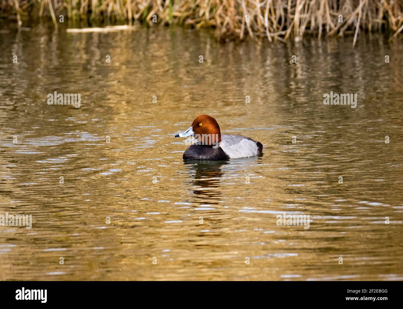 This is a view of a type of duck known as a 'Redhead' (Aythya americana).  It obviously got its name from its iridescent cinnamon-red head. Stock Photo