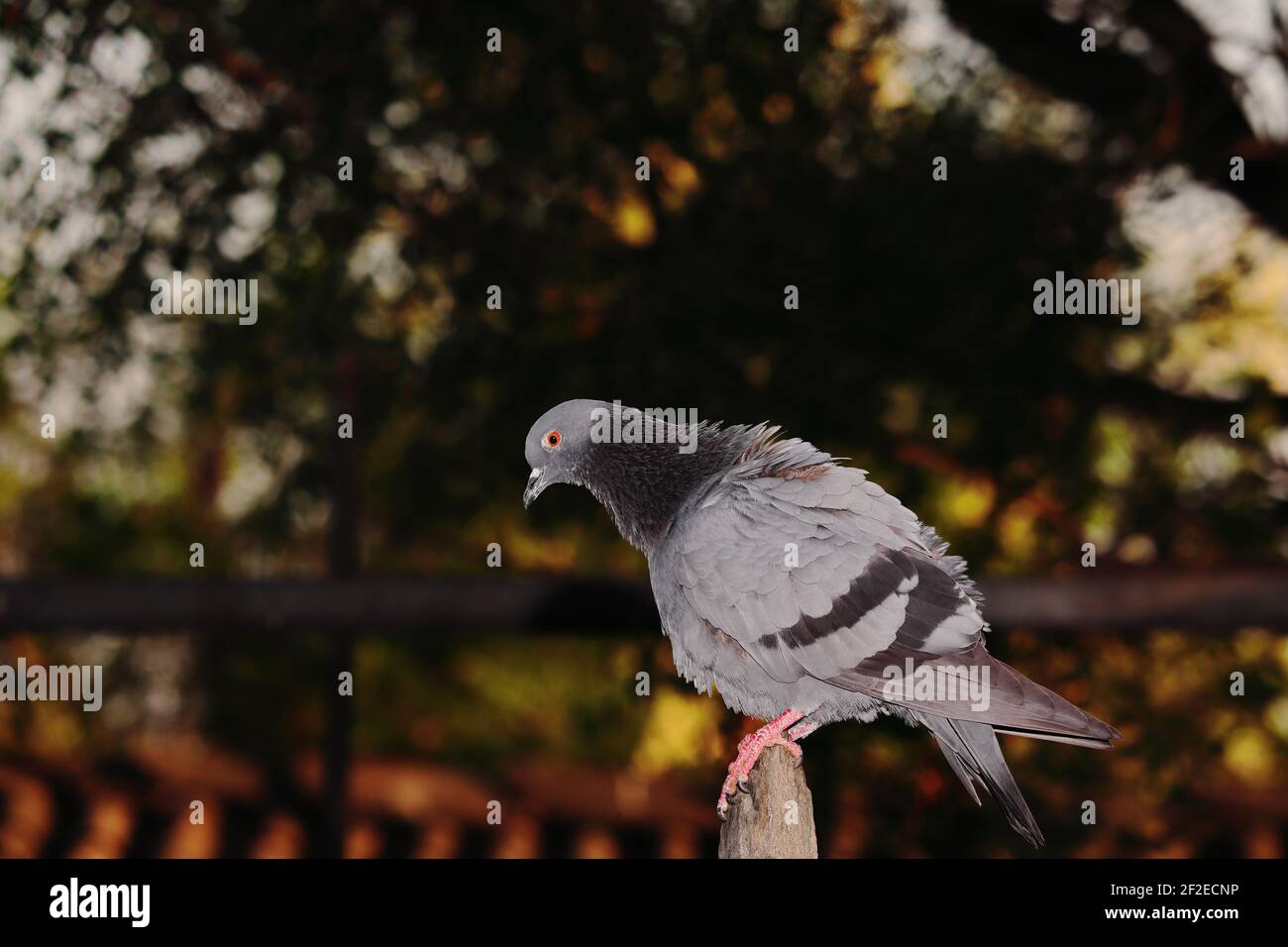 side view full body of A pigeon sitting on a rock in the garden, india