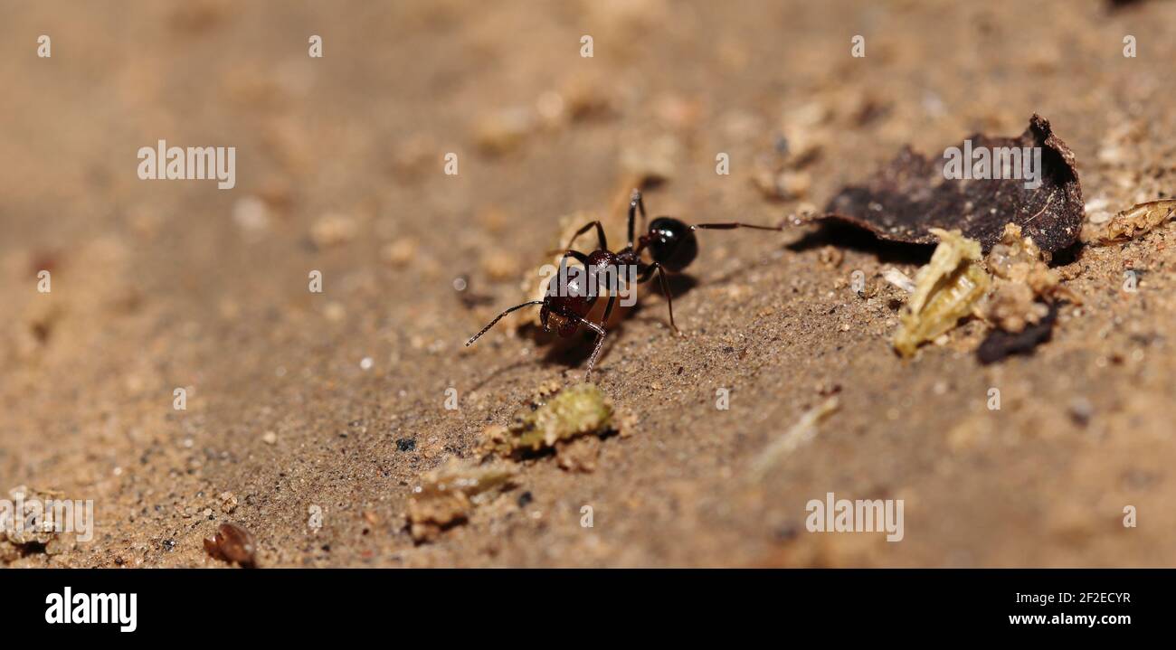 Looking for a big ant food, india. concept for Moving food from one place to another, Hard work, social work, Unity, transportation Stock Photo