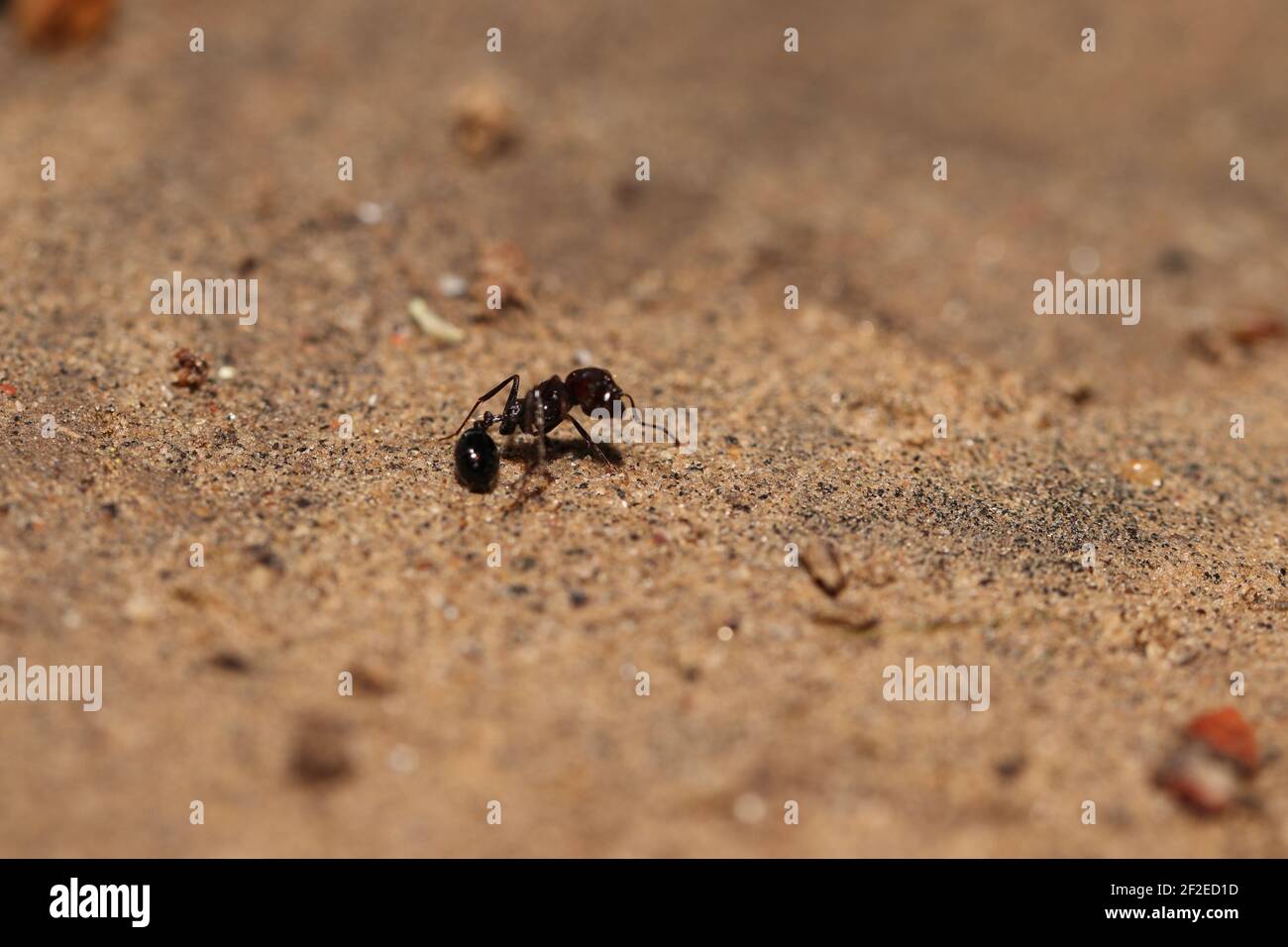 ant lying on the ground in a wounded condition, india . concept for Moving food from one place to another, Hard work, social work, Unity, transportati Stock Photo