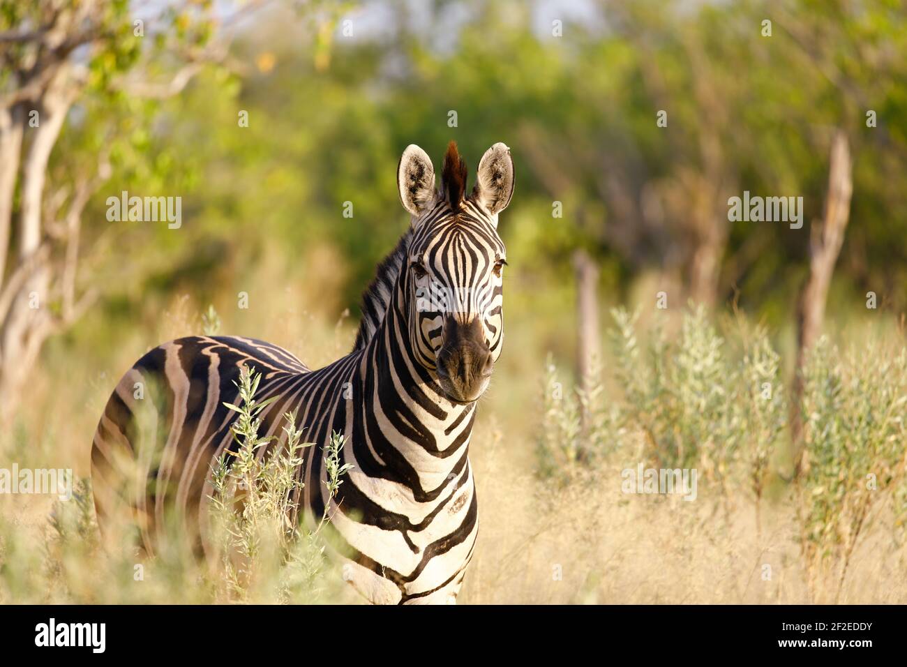 A closeup of a zebra against open woods in a savanna Stock Photo - Alamy