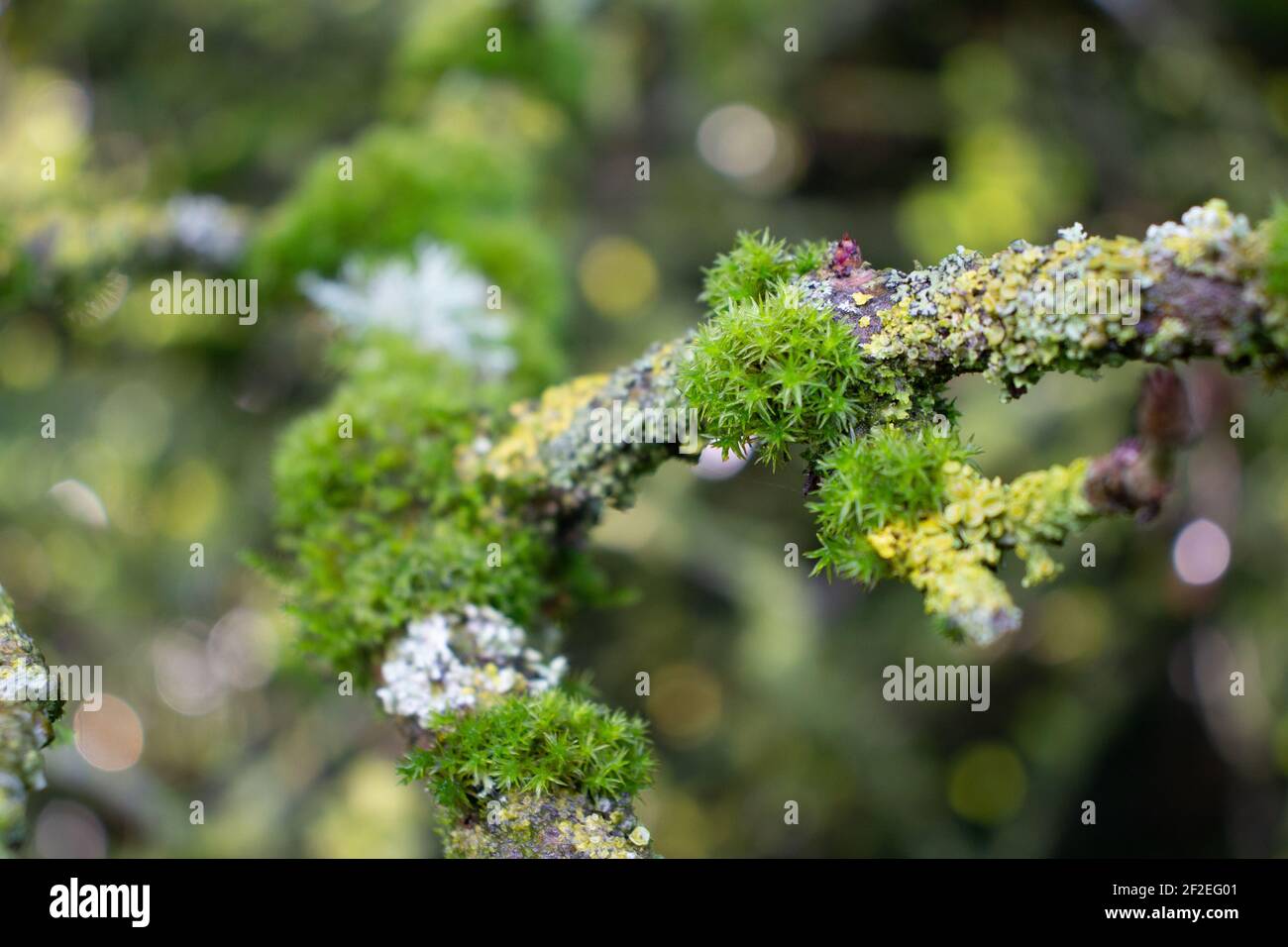 pink and green lichen isolated on a natural green background Stock Photo