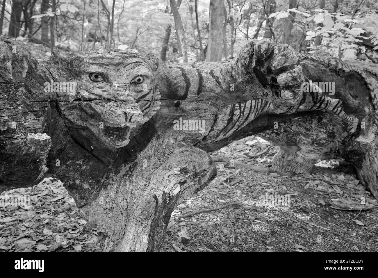 A carved tiger in a tree trunk in the woods. Stock Photo
