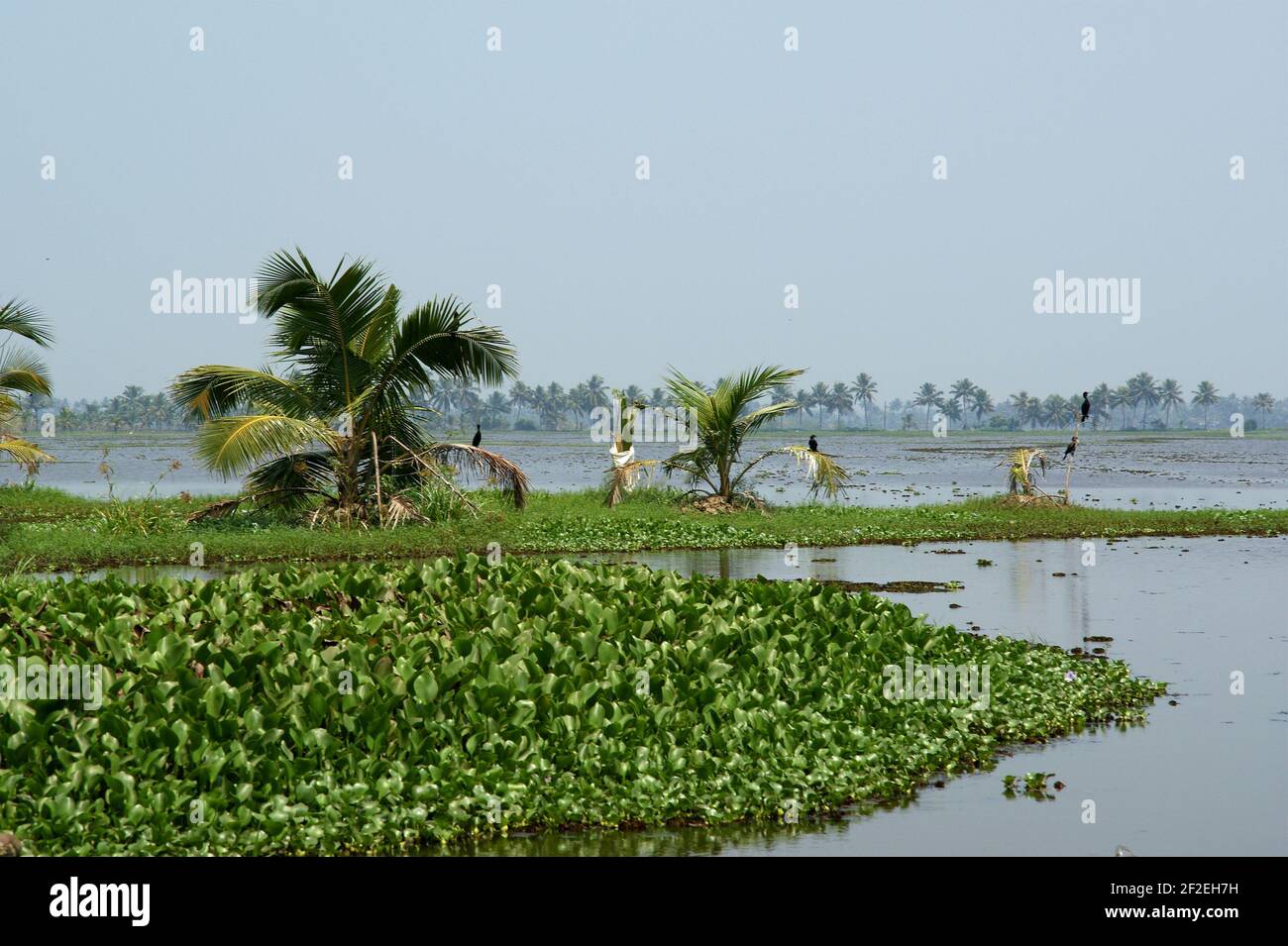 backwaters or swamps in the jungles of Kerala, India Stock Photo Alamy