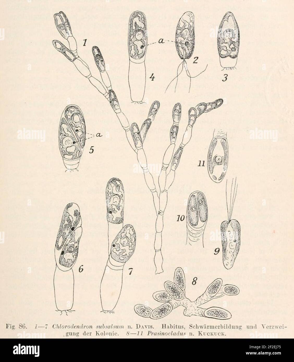 Prasinocladus lubricus as Chlorodendron subsalsum. Stock Photo