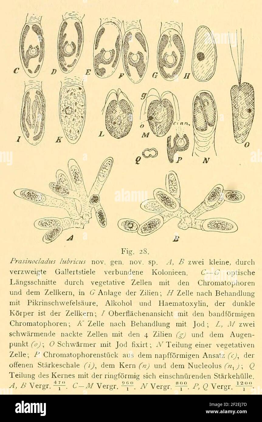 Prasinocladus lubricus. Stock Photo
