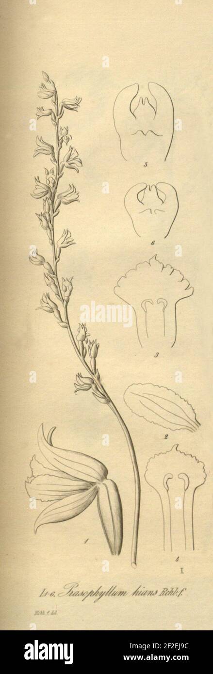 Prasophyllum hians - Prasophyllum lindleyanum - Prasophyllum brownii - Xenia 2 pl 198 - cropped 1. Stock Photo