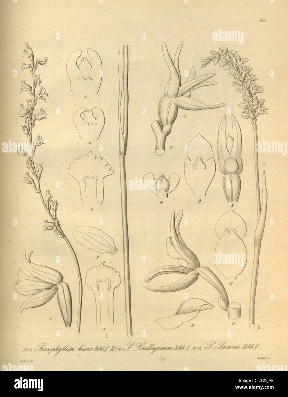 Prasophyllum hians - Prasophyllum lindleyanum - Prasophyllum brownii - Xenia 2 pl 198. Stock Photo