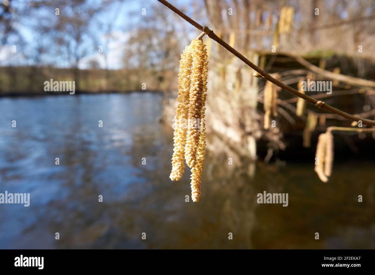 A selective focus of hazel earring plants against a blurred background Stock Photo