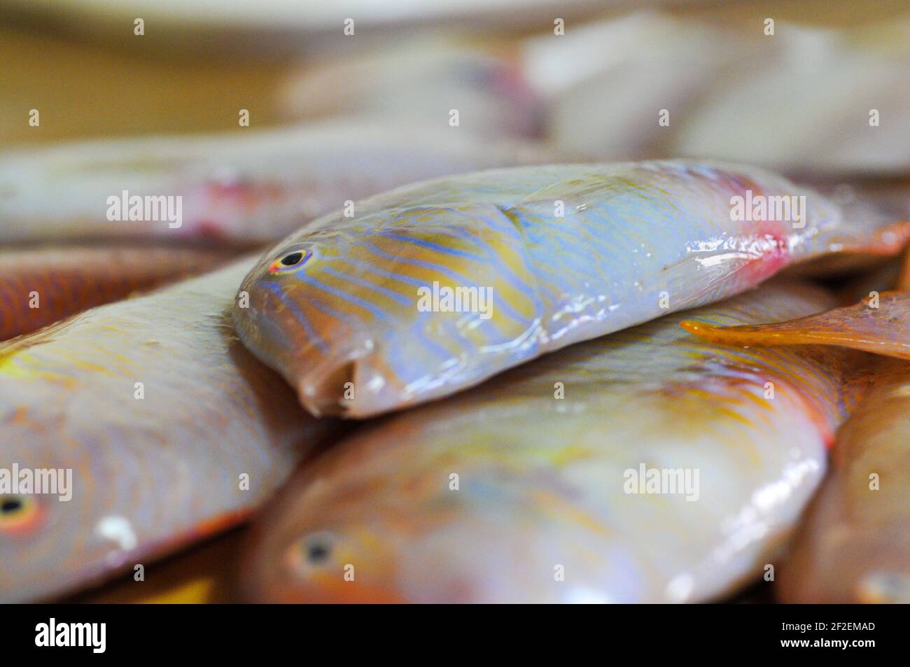 Xyrichtys novacula es una especie de peces de la familia Labridae en el orden de los Perciformes. Comúnmente esta especie es denominada galán, pez pei Stock Photo