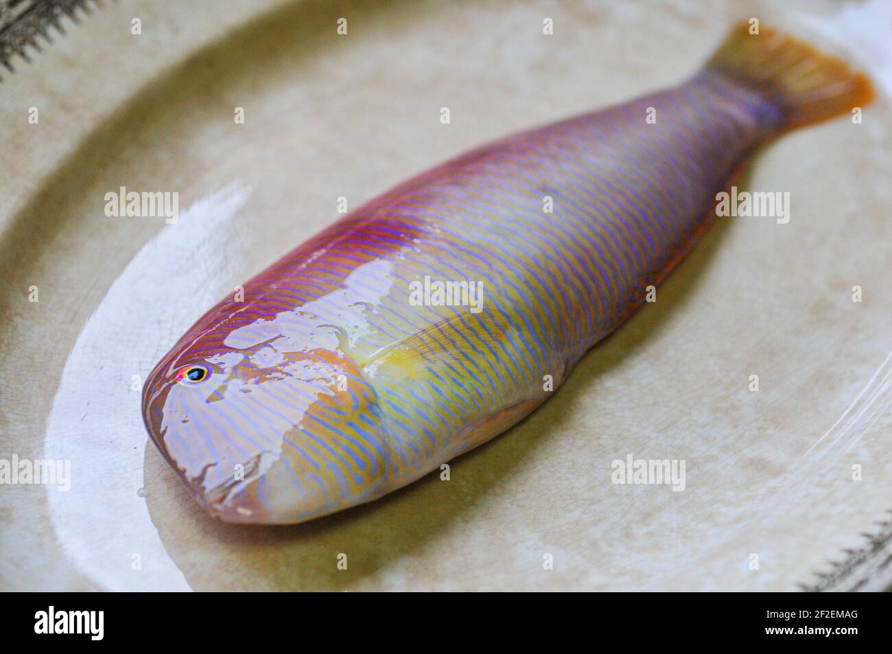 Xyrichtys novacula es una especie de peces de la familia Labridae en el orden de los Perciformes. Comúnmente esta especie es denominada galán, pez pei Stock Photo