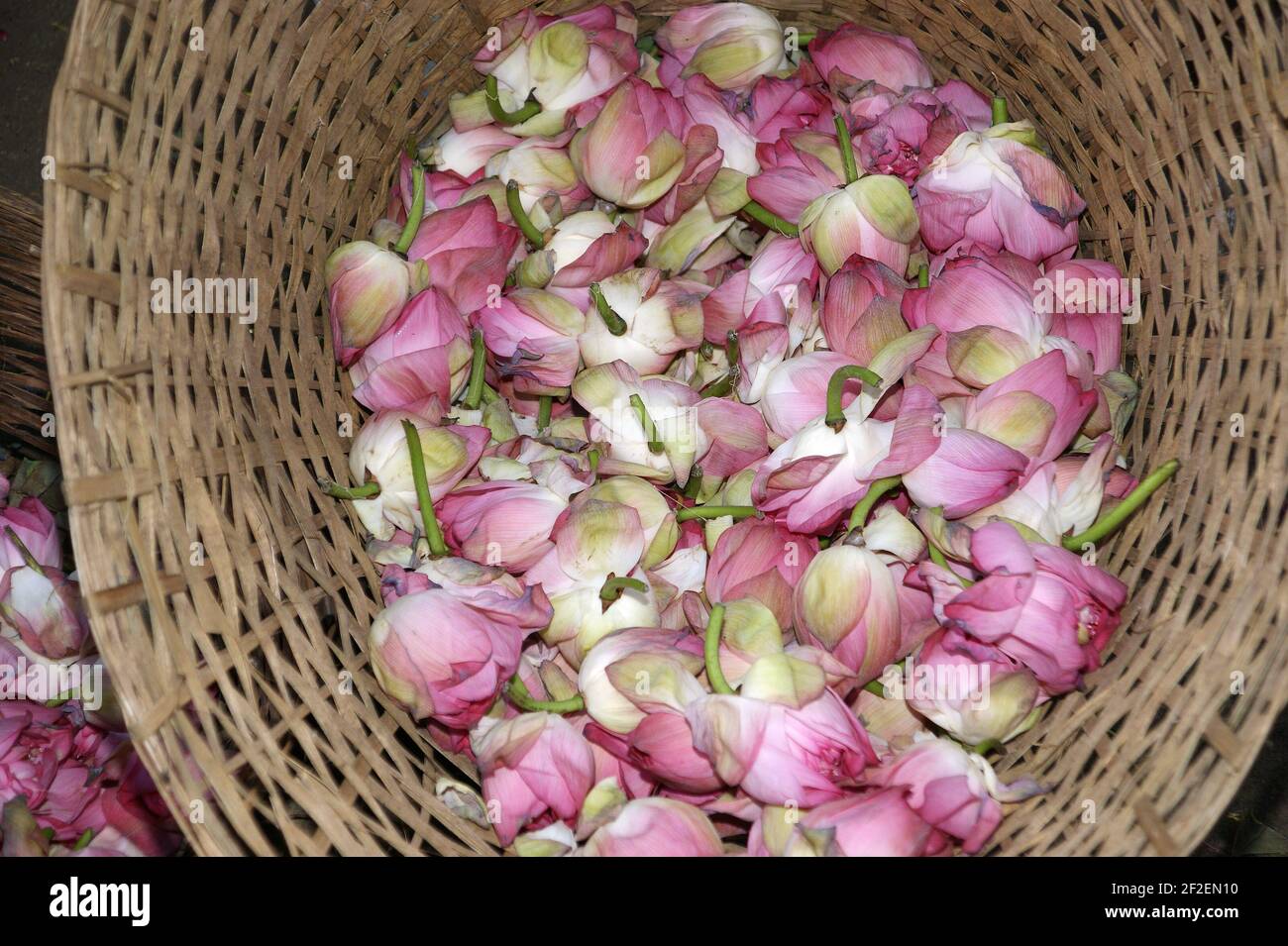 The buds of a lotus flower in a basket, Kerala, South India Stock Photo