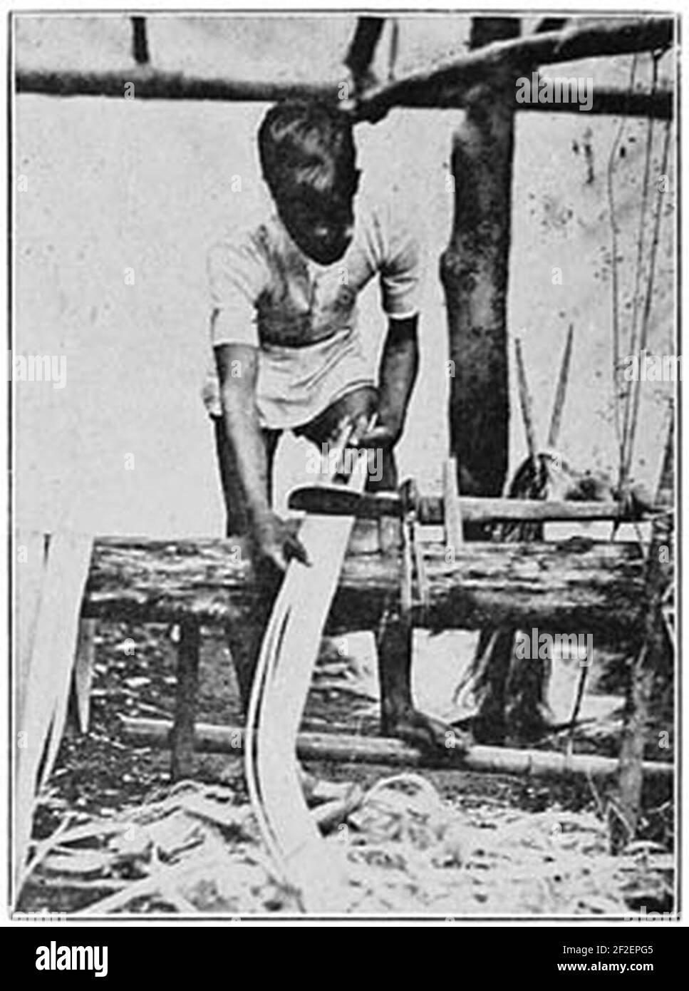 Preparing abaca (c. 1900, Philippines Stock Photo Alamy