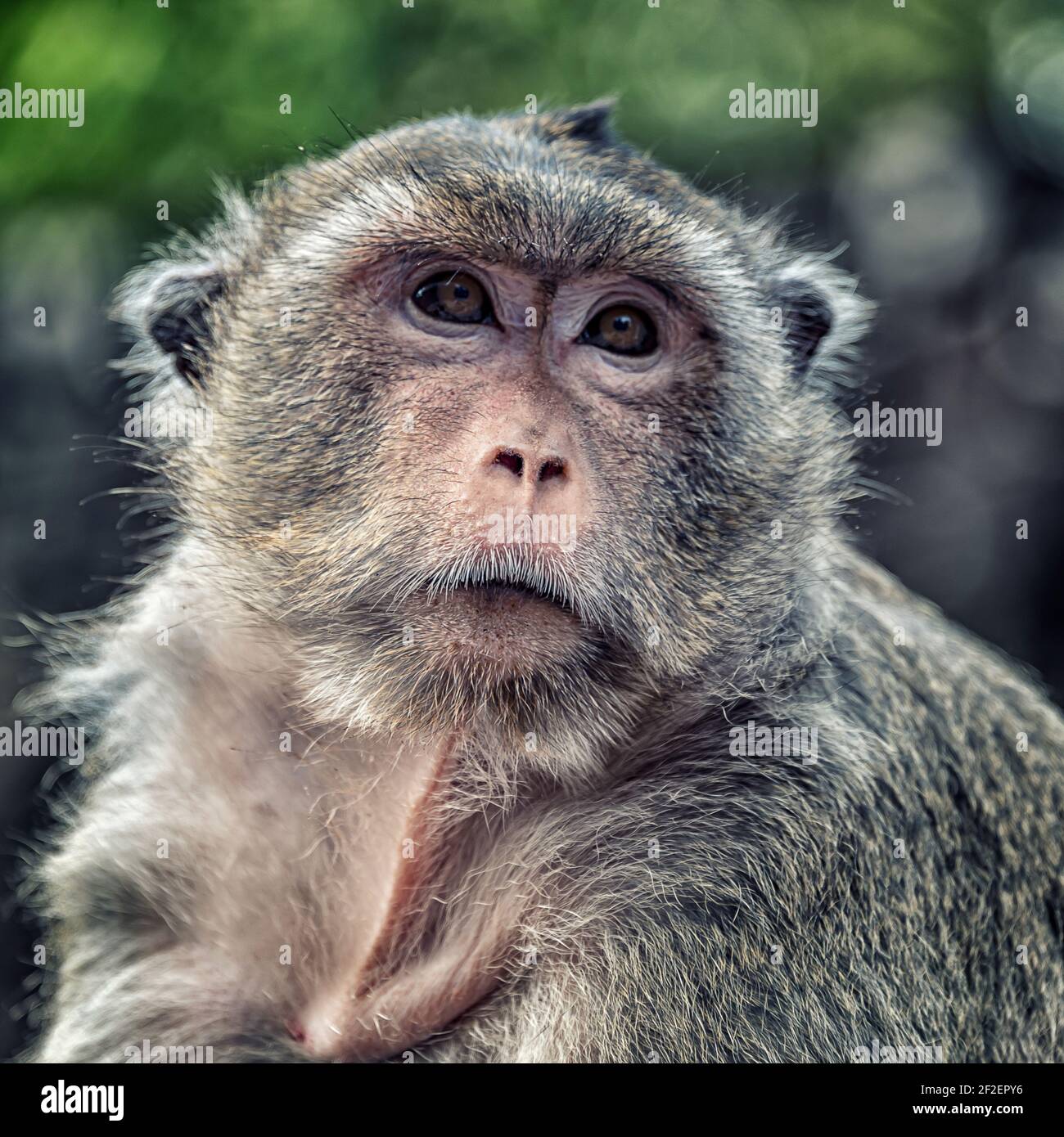 Long-tailed macaque portrait Stock Photo